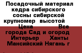 Посадочный материал кедра сибирского (сосны сибирской) крупномер, высотой 3-3.5  › Цена ­ 19 800 - Все города Сад и огород » Интерьер   . Ханты-Мансийский,Нягань г.